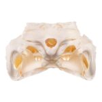 Real American Alligator Skull – 6 to 9 in.
