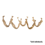 Real Human Mandible – Single