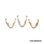 Real Human Mandible – Single
