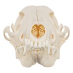 Real Black-backed Jackal Skull