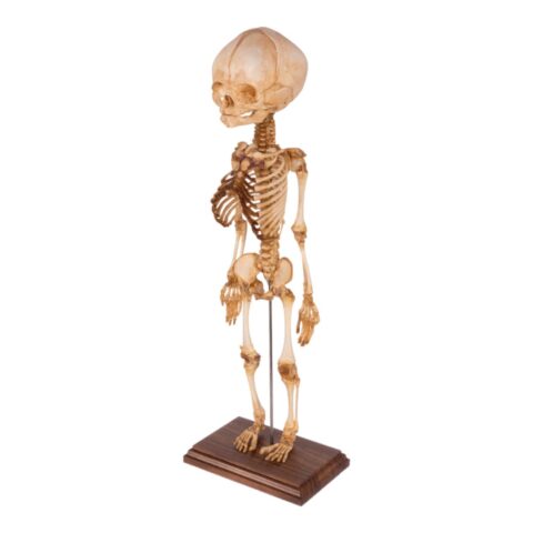 Real Research Quality Human Fetal Articulated Skeleton on Stand