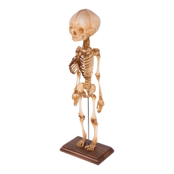 Real Research Quality Human Fetal Articulated Skeleton on Stand