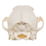 Real Black-backed Jackal Skull