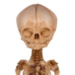 Real Research Quality Human Fetal Articulated Skeleton on Stand