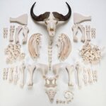 Real African Buffalo Skeleton – Cape (Disarticulated)