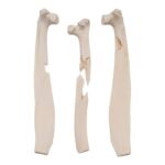 Real African Buffalo Skeleton – Cape (Disarticulated)