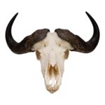Real African Buffalo Skeleton – Cape (Disarticulated)