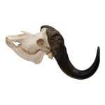 Real African Buffalo Skeleton – Cape (Disarticulated)