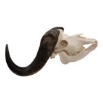 Real African Buffalo Skeleton – Cape (Disarticulated)