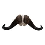 Real African Buffalo Skeleton – Cape (Disarticulated)