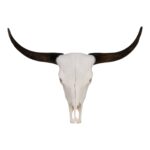 Real Domestic Yak Skull