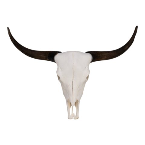 Real Domestic Yak Skull