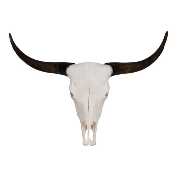 Real Domestic Yak Skull