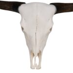 Real Domestic Yak Skull