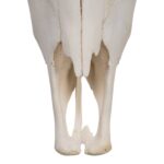 Real Domestic Yak Skull
