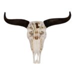 Real Domestic Yak Skull