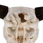 Real Domestic Yak Skull