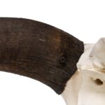 Real Domestic Yak Skull