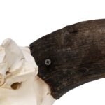 Real Domestic Yak Skull