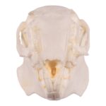 Replica Cottontail Rabbit Skull