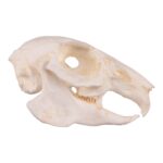 Replica Cottontail Rabbit Skull