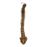 Real Human Spine and Sacrum – Antique