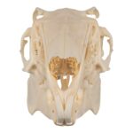 Real Jackrabbit Skull