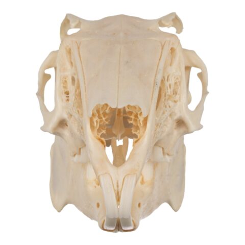 Real Jackrabbit Skull