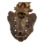 Real Human Spine and Sacrum – Antique