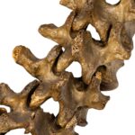 Real Human Spine and Sacrum – Antique