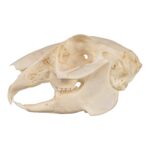 Real Jackrabbit Skull