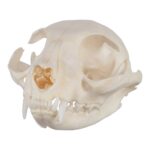 Real Domestic Cat Skull