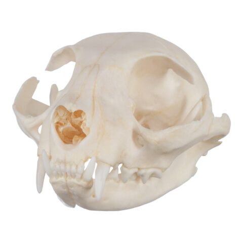 Real Domestic Cat Skull
