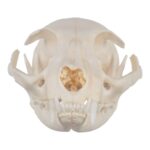 Real Domestic Cat Skull