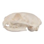 Real Domestic Cat Skull