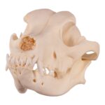 Real Domestic Dog Skull – Underbite