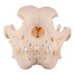 Real Domestic Dog Skull – Underbite