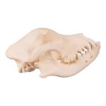 Real Domestic Dog Skull – Underbite