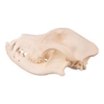 Real Domestic Dog Skull – Underbite