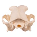 Real Domestic Dog Skull – Underbite