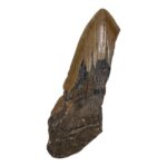 Real Megalodon Tooth – Half – 3.8801 oz