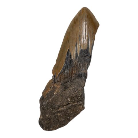 Real Megalodon Tooth - Half - 3.8801 oz