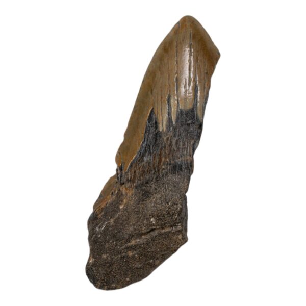 Real Megalodon Tooth – Half – 3.8801 oz