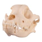 Real Domestic Dog Skull – Underbite