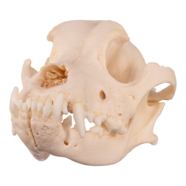 Real Domestic Dog Skull – Underbite