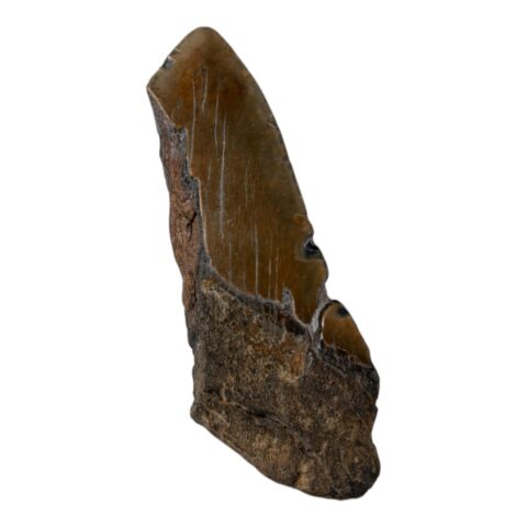 Real Megalodon Tooth - Half - 3.8801 oz