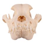 Real Domestic Dog Skull – Underbite