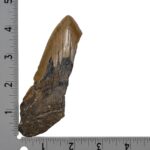 Real Megalodon Tooth – Half – 3.8801 oz