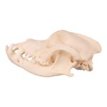 Real Domestic Dog Skull – Underbite