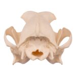 Real Domestic Dog Skull – Underbite